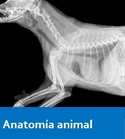 Anatomía animal