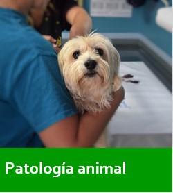 Patololgía animal