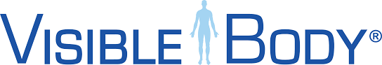 Visible body