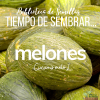 cartel Tiempo de sembrar... MELONES [Biblioteca de Semillas EPS]