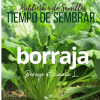 Tiempo de sembrar... BORRAJAS 