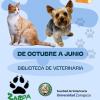 Mercadillos solidario