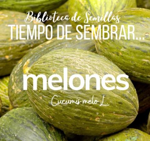 Tiempo de sembrar... MELONES [Biblioteca de Semillas EPS]
