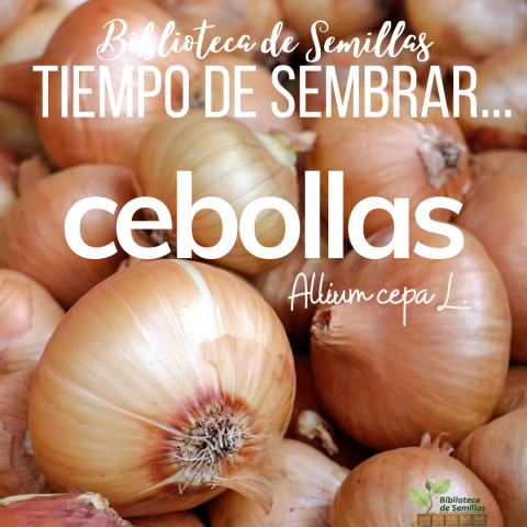 Tiempo de sembrar... CEBOLLAS [Biblioteca de Semillas EPS]
