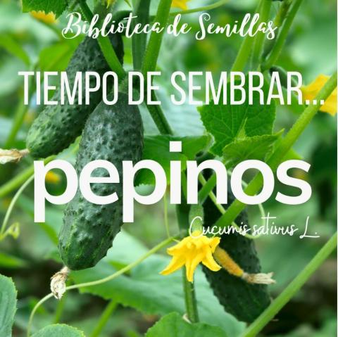 Tiempo de sembrar... PEPINOS [Biblioteca de Semillas EPS]
