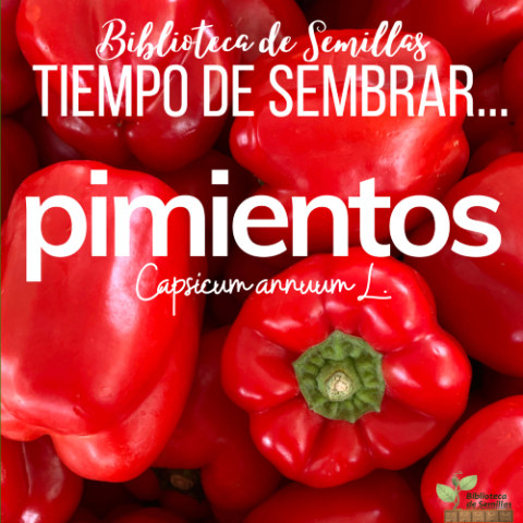 Tiempo de sembrar... PIMIENTOS [Biblioteca de Semillas EPS]