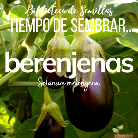 Tiempo de sembrar... BERENJENAS [Biblioteca de Semillas EPS]